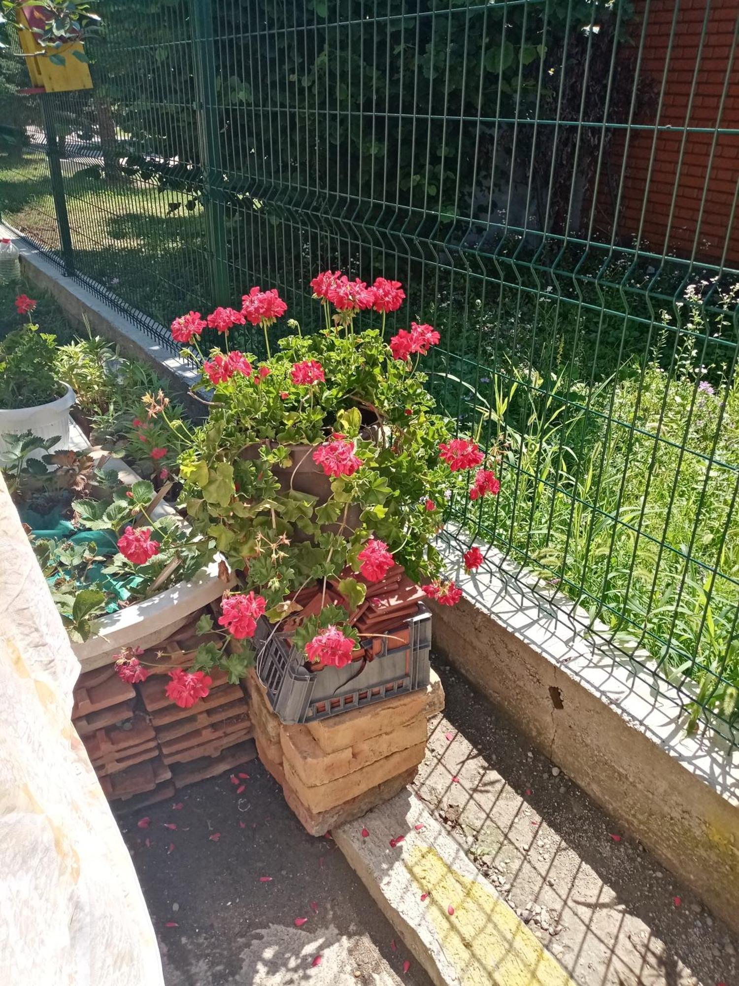 Milica Apartmani Vrdnik Exterior photo