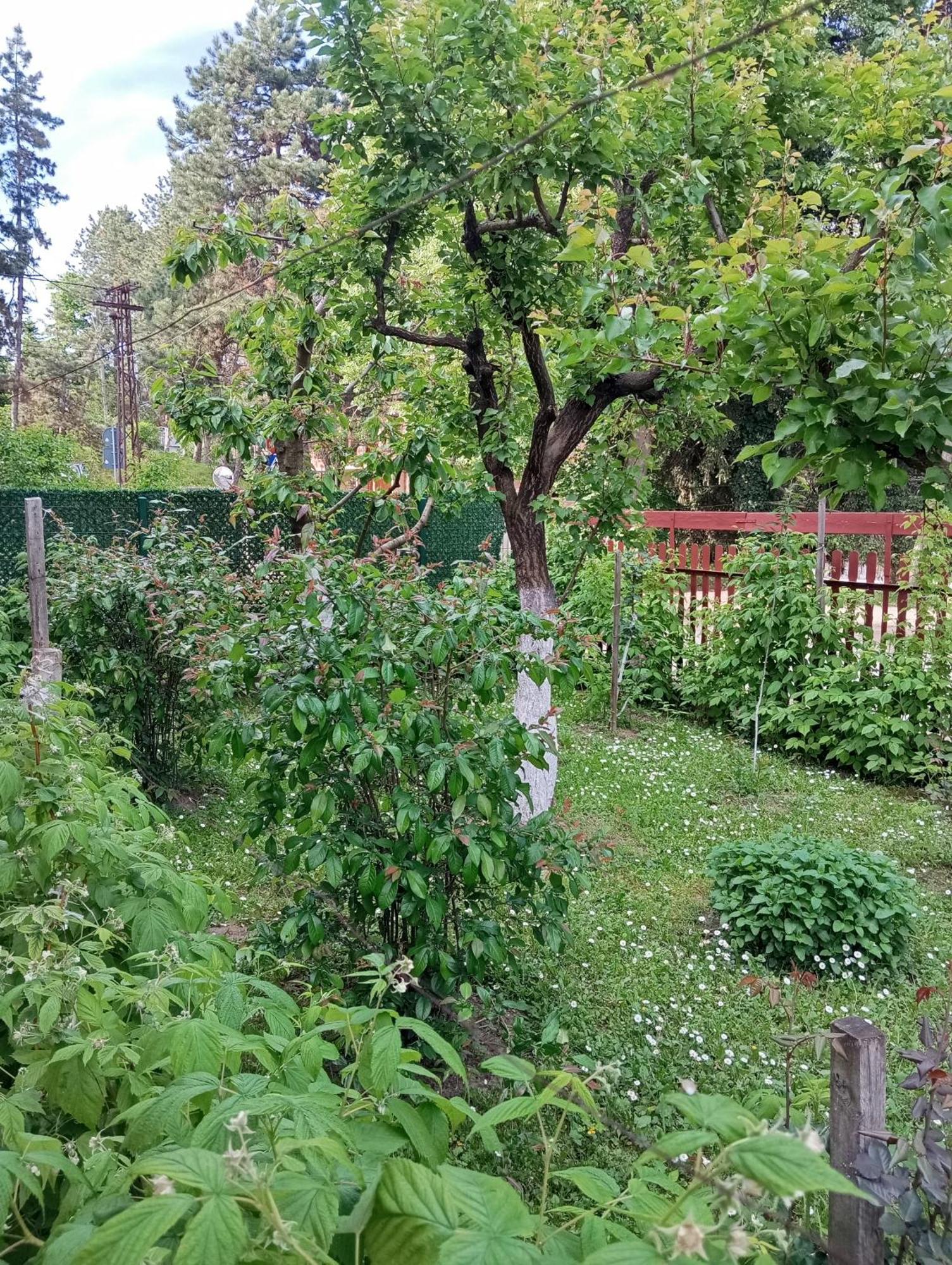 Milica Apartmani Vrdnik Exterior photo