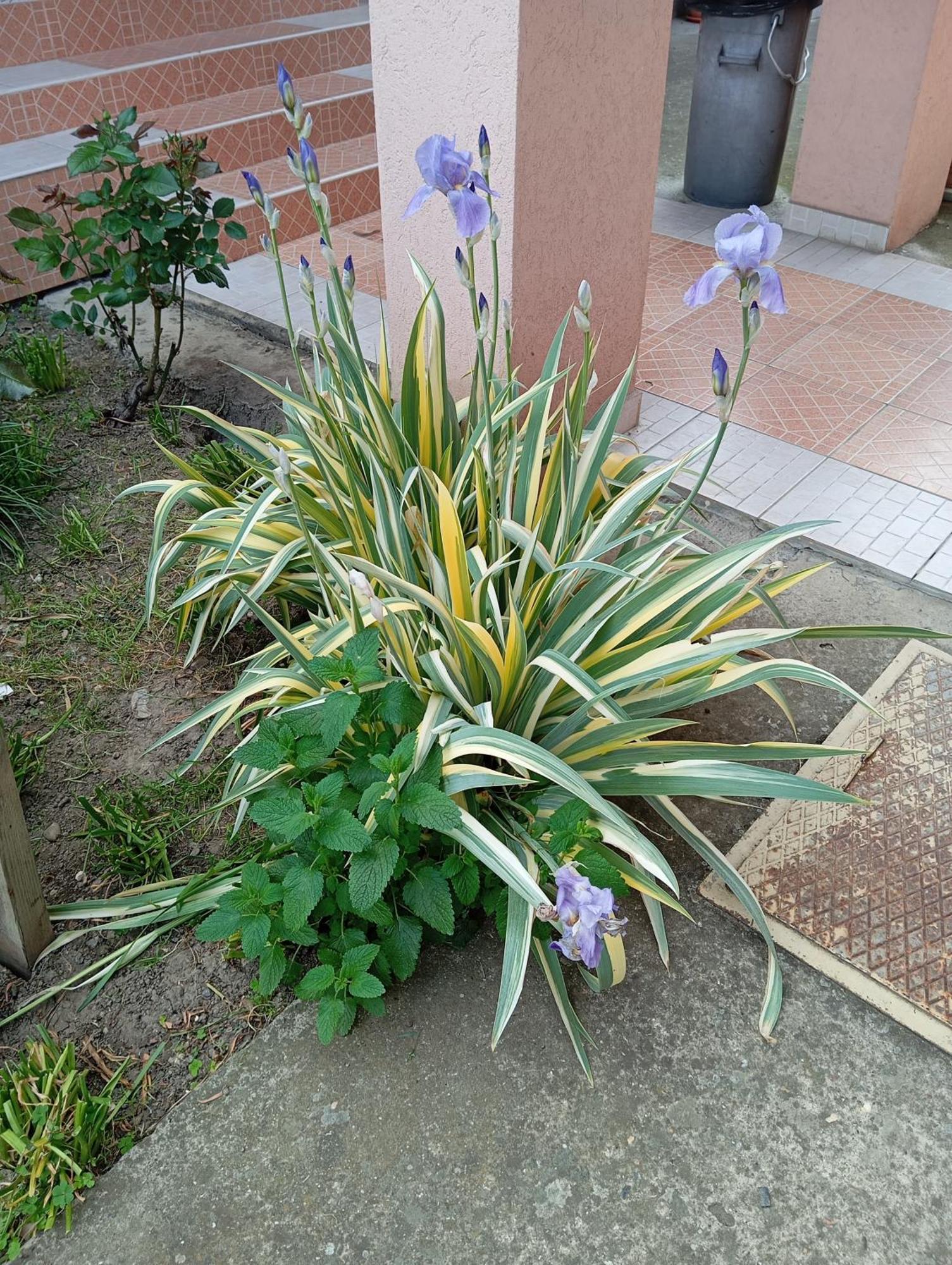 Milica Apartmani Vrdnik Exterior photo